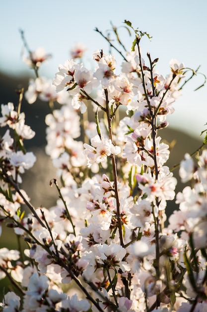 Flores de almendra