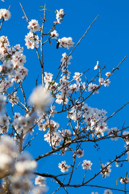 Flores de almendra