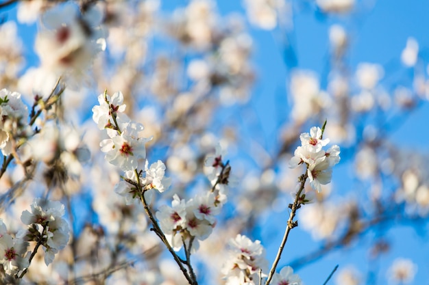 Flores de almendra