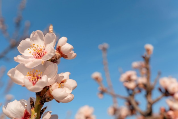 Flores de almendro contra el cielo azul Hermosa escena natural con árbol en flor Flores de primavera