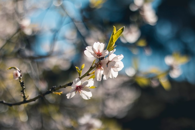 Flores de almendro con el fondo desenfocado