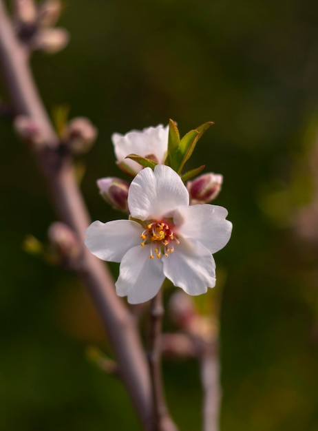 Flores de almendro Prunus dulcis en un árbol en Grecia