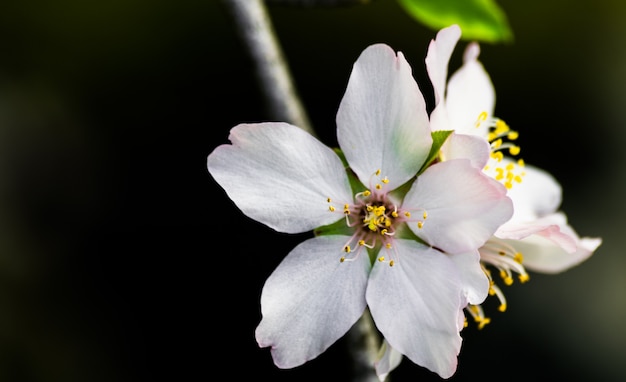 Flores de almendro, (prunus dulcis), floreciendo