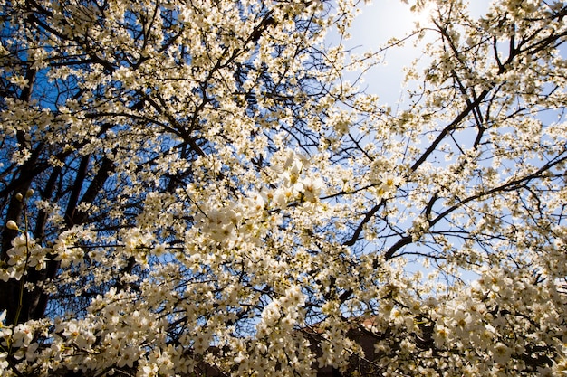 Flores de almendro y rama, vista de árbol de primavera, hermosas flores