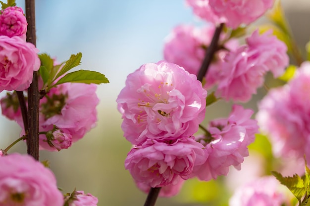 Flores de almendro rosa