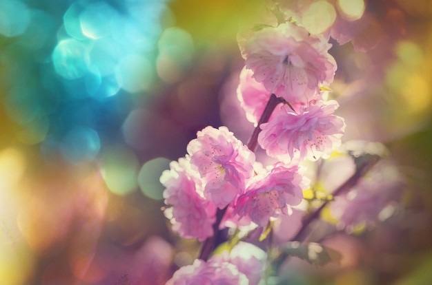 Flores de almendro rosa