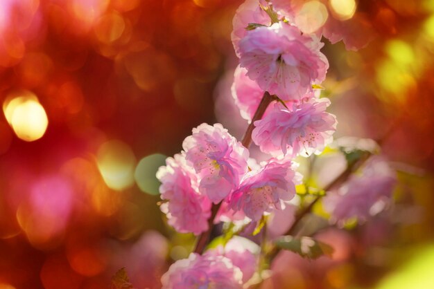 Flores de almendro rosa