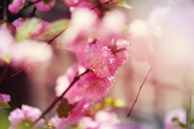 Flores de almendro rosa