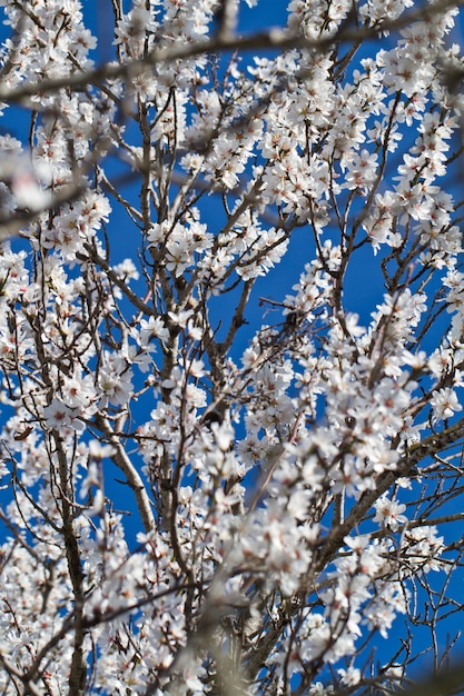 Flores de almendro