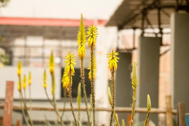 Flores de aloe vera Planta de aloe