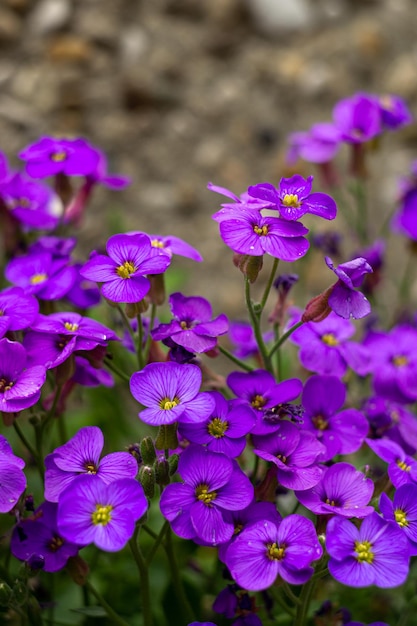 Flores alpinas Aubrieta Royal Blue, flores de jardim