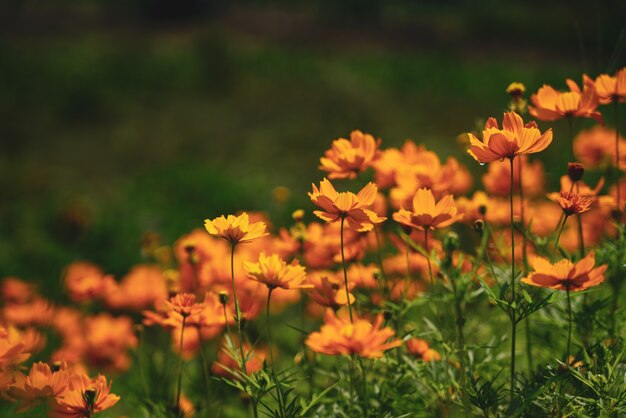 Flores alrededor