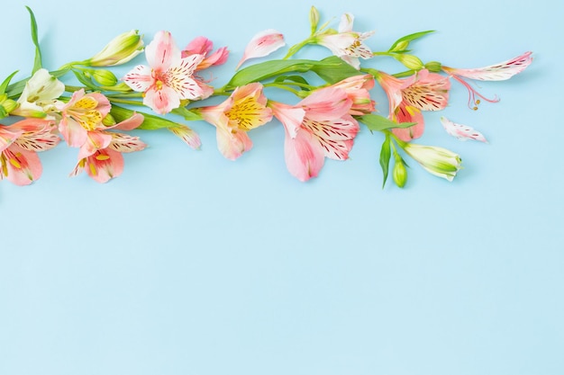 Flores de Alstroemeria sobre fondo azul