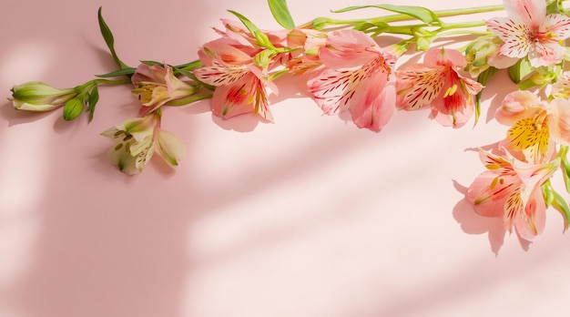 Flores de alstroemeria sobre fondo rosa a la luz del sol
