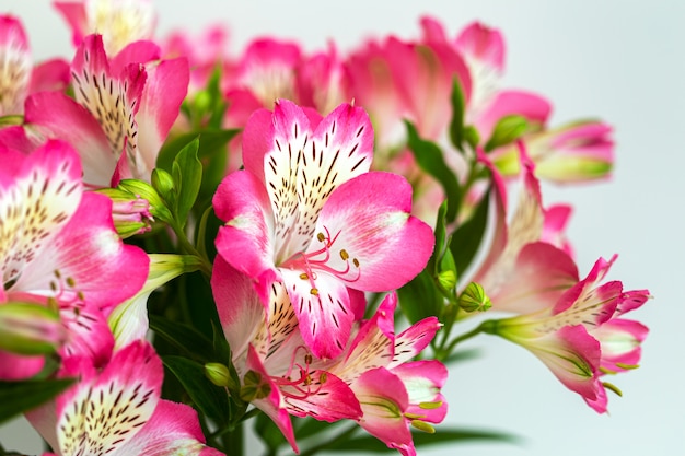 Flores de Alstroemeria