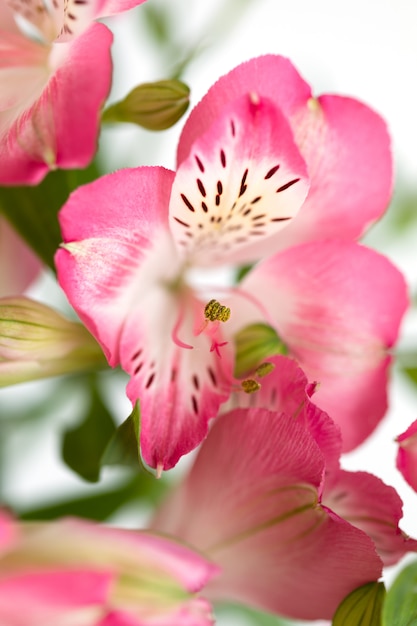 Flores de Alstroemeria