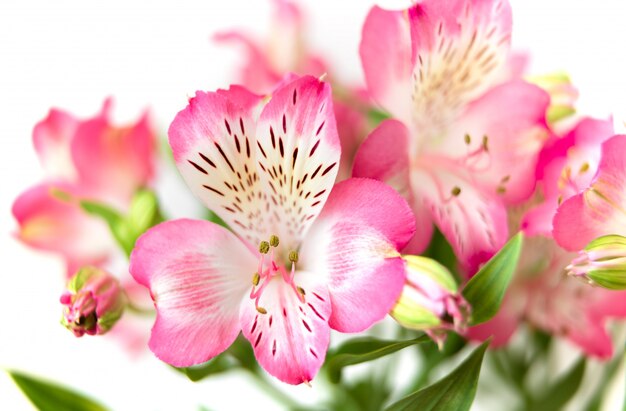 Flores de Alstroemeria