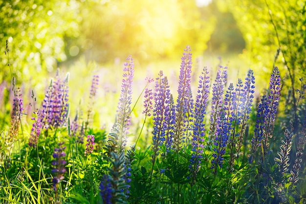 Flores de altramuces violetas sobre fondo verde en el día de verano