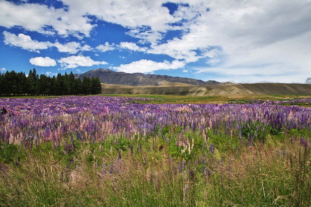 Flores de altramuz en Nueva Zelanda