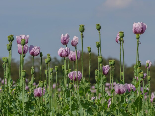 Flores de amapola en Alemania