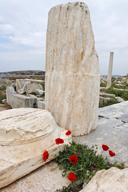 Flores de amapola debajo de las ruinas antiguas Delos Grecia