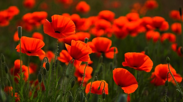 Flores de amapola Día conmemorativo en el fondo