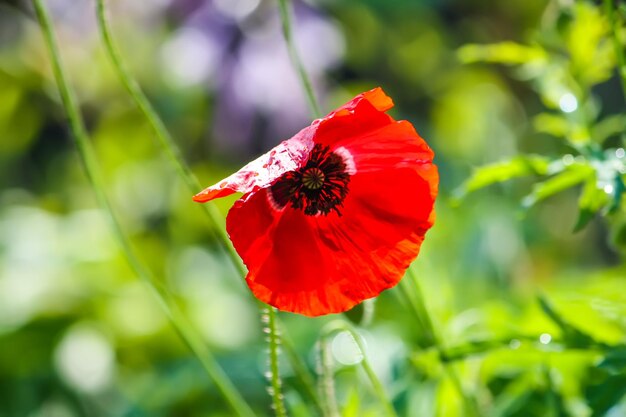 Flores de amapola o papaver rhoeas amapola