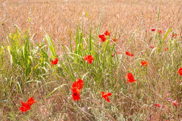 Flores de amapola roja en un campo con trigo maduro Hermoso fondo natural