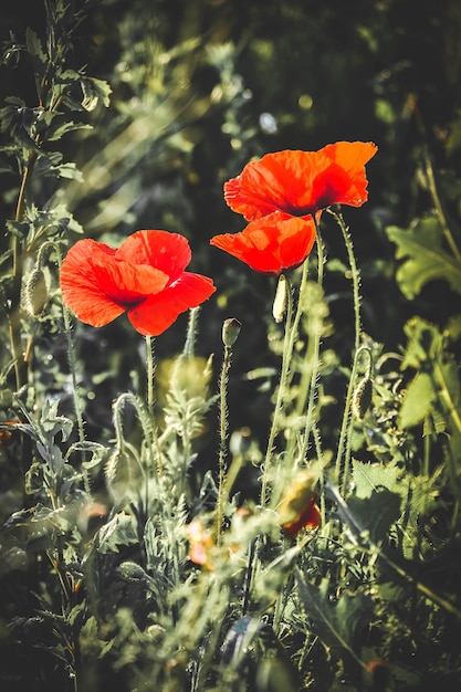 Flores de amapola roja de cerca en plantas verdes en la primavera