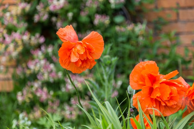 Flores de amapola roja en el jardín