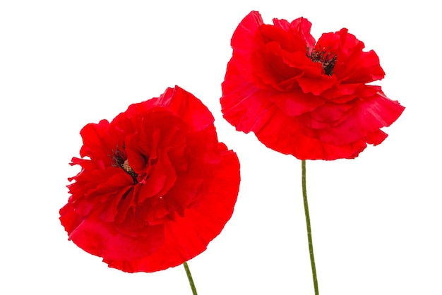 Flores de amapola roja lat Papaver aislado sobre fondo blanco.