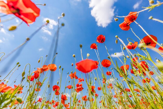 Flores de amapola roja en el soleado cielo azul amapola primavera flor prado verde con flores mirando hacia arriba