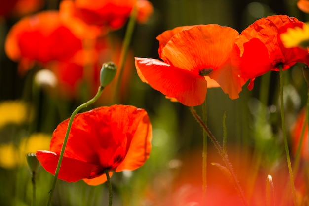 Flores de amapola roja en verano