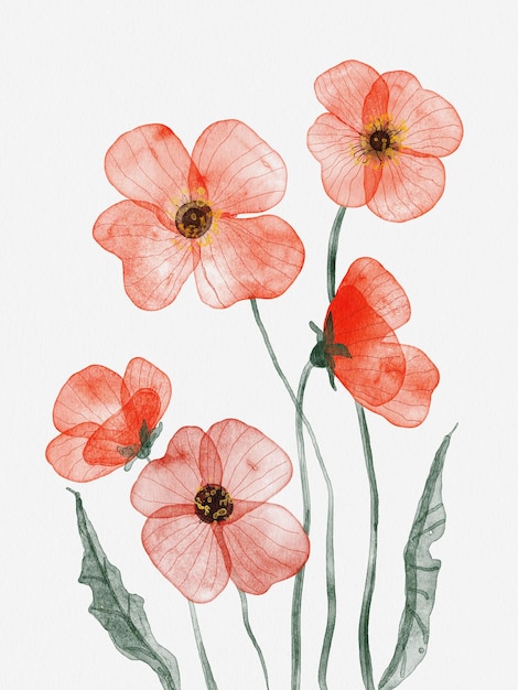 Flores de amapola rojas en acuarela con tallos verdes sobre un fondo blanco