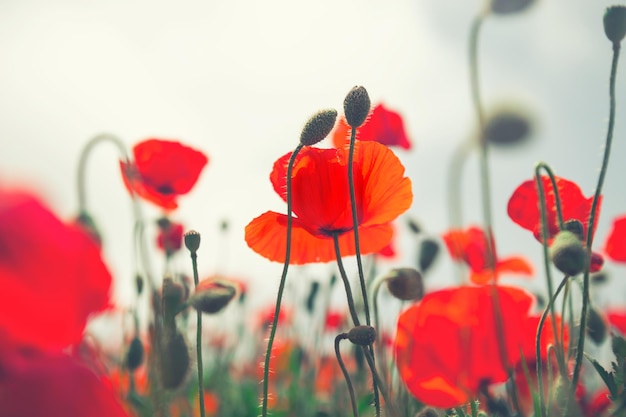 Flores de amapola rojas en un campo al amanecer enfoque selectivo