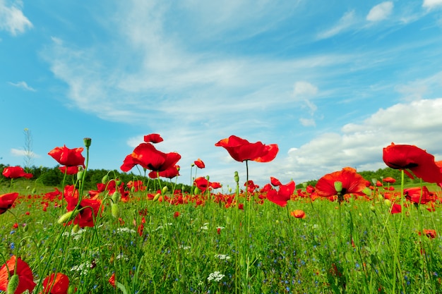 Foto flores de amapola rojas en un fondo de campo