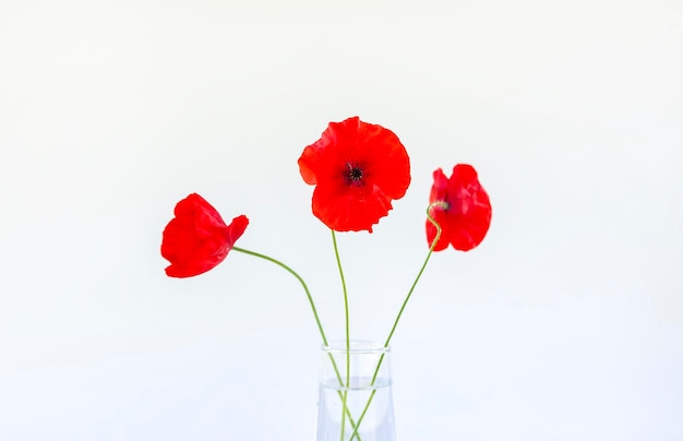 Flores de amapola rojas en un jarrón transparente sobre fondo blanco Composición floral minimalista