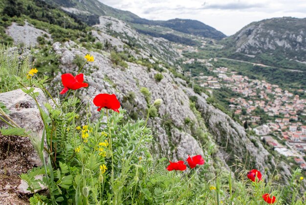 Foto flores de amapola rojas que crecen en la tierra