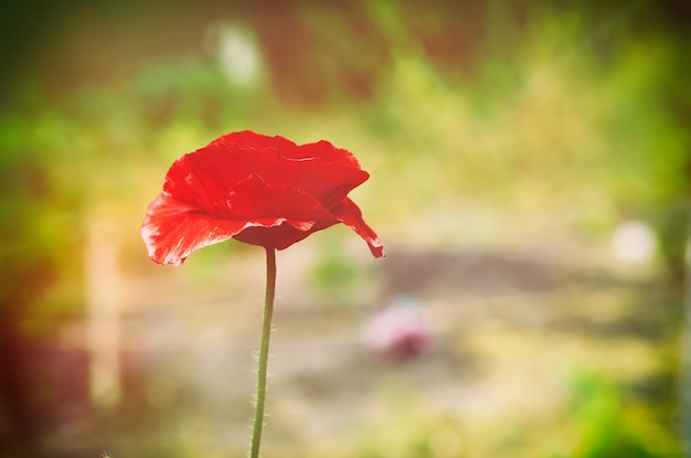 Flores de amapola rojas que florecen en el campo de hierba verde floral soleado manantial natural vintage fondo hipster se puede utilizar como imagen para el día del recuerdo y la reconciliación