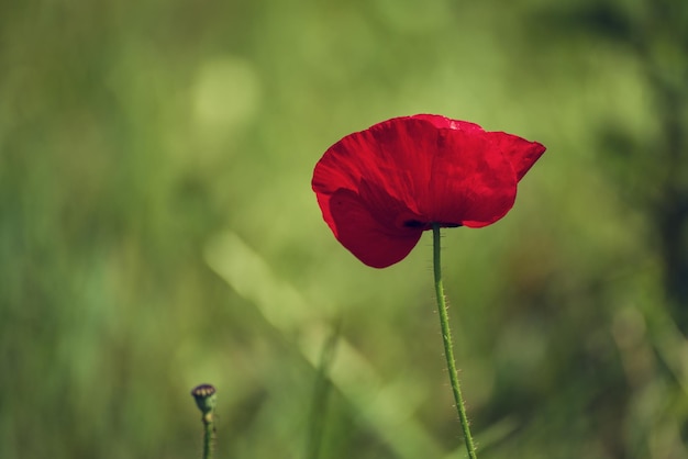 Las flores de amapola rojas que florecen en el campo de hierba verde pueden usarse como imagen para el día del recuerdo y la reconciliación