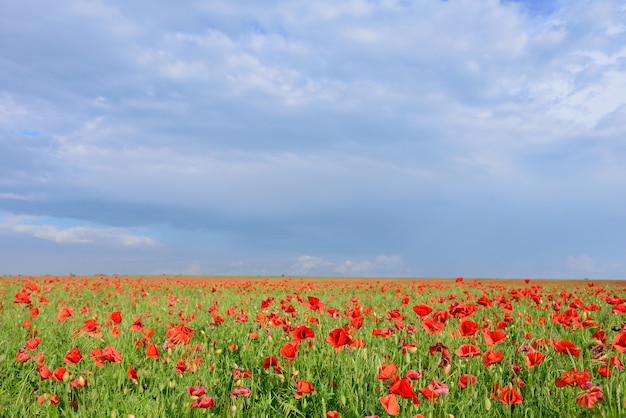 Flores de amapola rojas