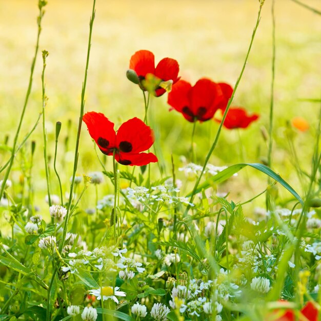 flores de amapola