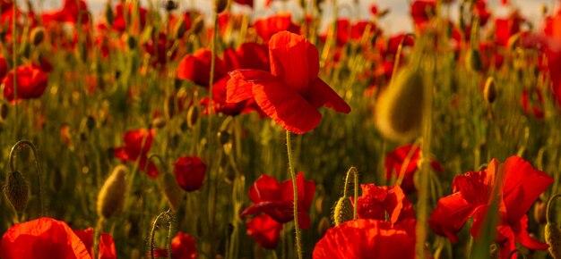 Flores amapolas rojas florecen en campo salvaje campo de amapolas en plena floración contra la luz del sol armisticio conce