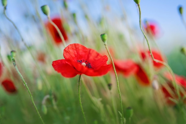 Flores Amapolas rojas florecen en campo salvaje