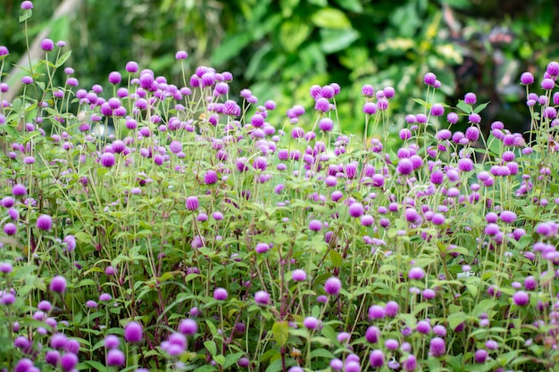 Flores de amaranto de globo con fondo natural verde