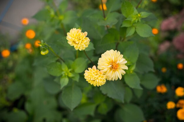 flores amarelas 726