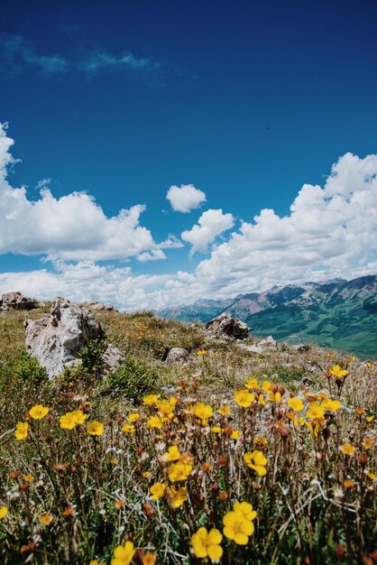 Foto flores amarelas a florescer no campo contra o céu