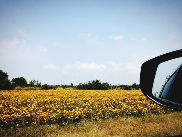 Foto flores amarelas a florescer no campo contra o céu