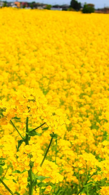 Foto flores amarelas a florescer no campo