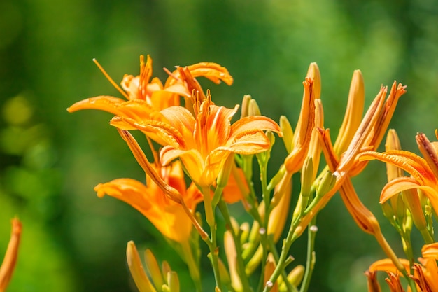 Flores amarelas alaranjadas brilhantes de um lírio de dia Hemerocallis contra um jardim verde.